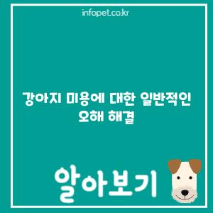 강아지 미용에 대한 일반적인 오해 해결