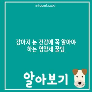 강아지 눈 건강에 꼭 알아야 하는 영양제 꿀팁