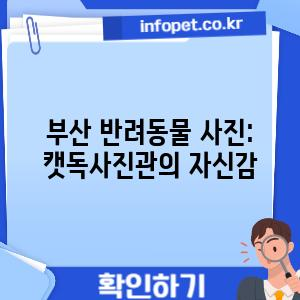 부산 반려동물 사진: 캣독사진관의 자신감
